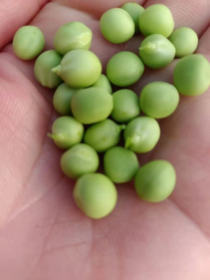 汉中豌豆青豌豆》产地直销全国发货、颗粒饱满视频看货，现货