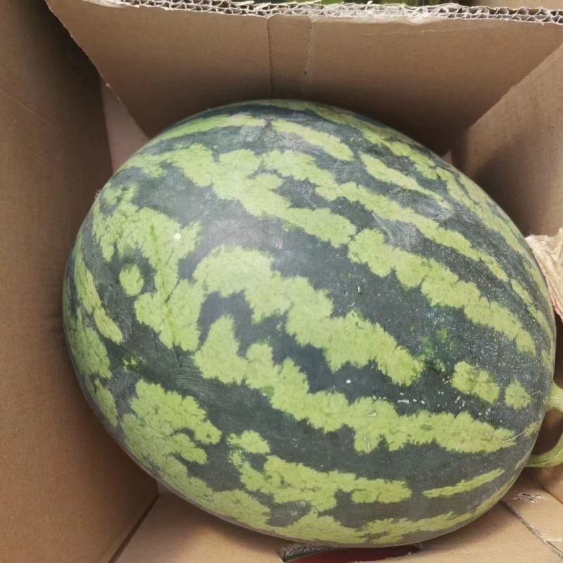 大棚西瓜8424西瓜品种纯正欢迎新老客户选购。