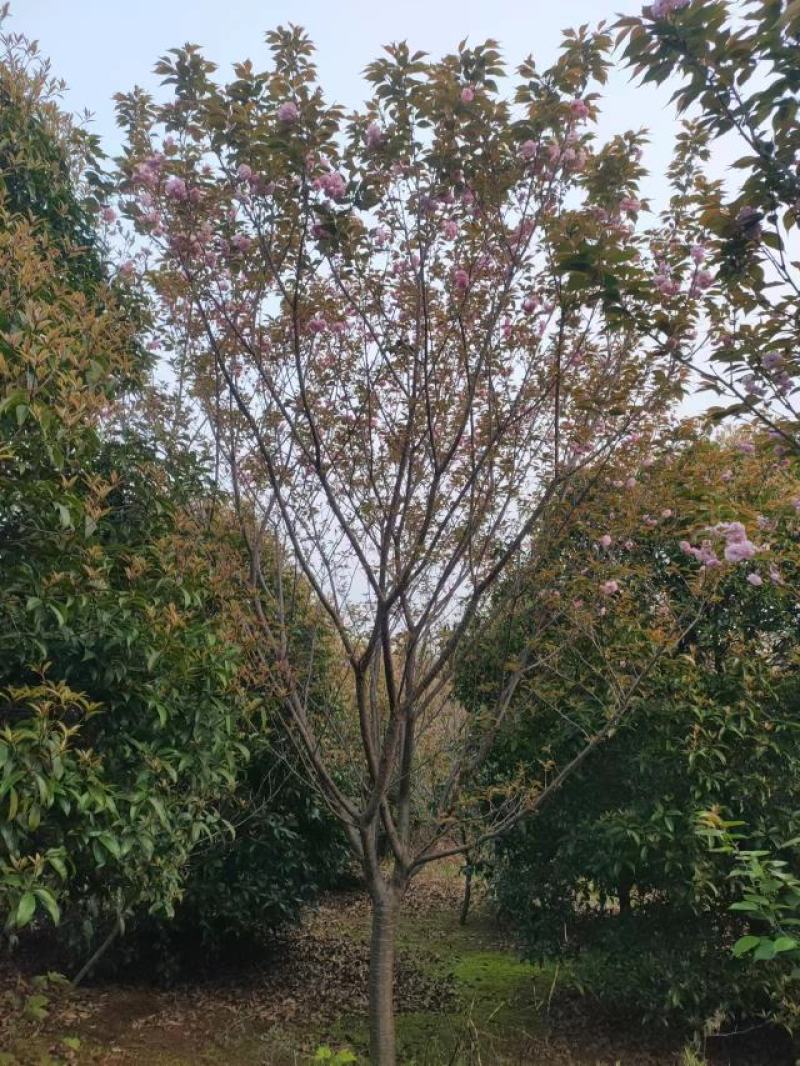 樱花苗江西晚樱地径12-15基地直发提供技术支持