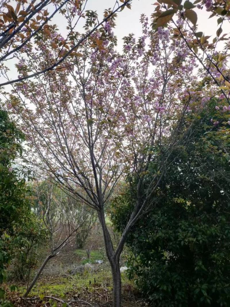 樱花苗江西晚樱地径12-15基地直发提供技术支持