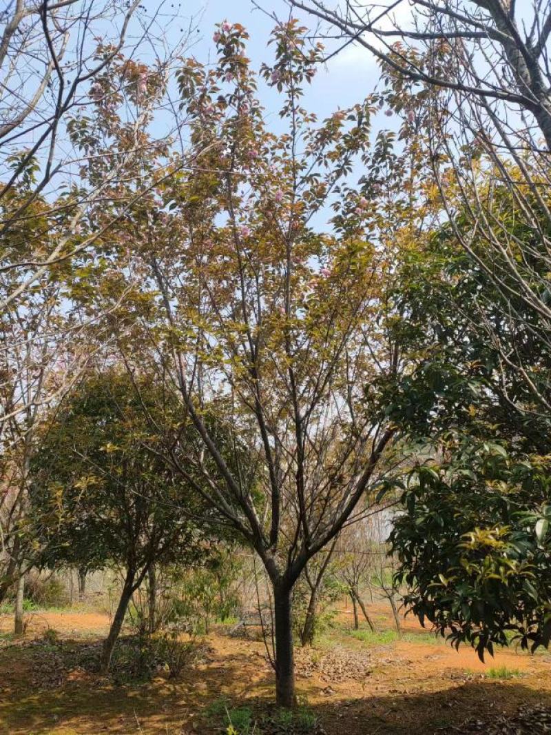 樱花苗江西晚樱地径12-15基地直发提供技术支持