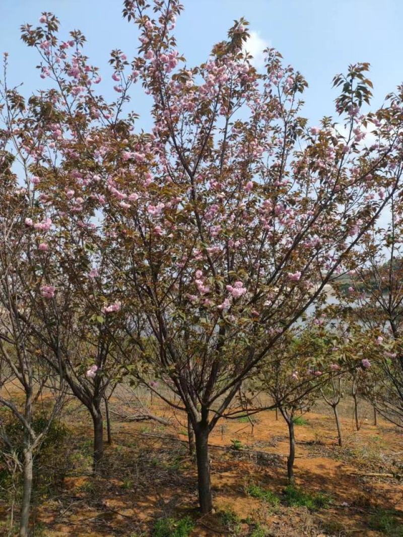 樱花苗江西晚樱地径12-15基地直发提供技术支持