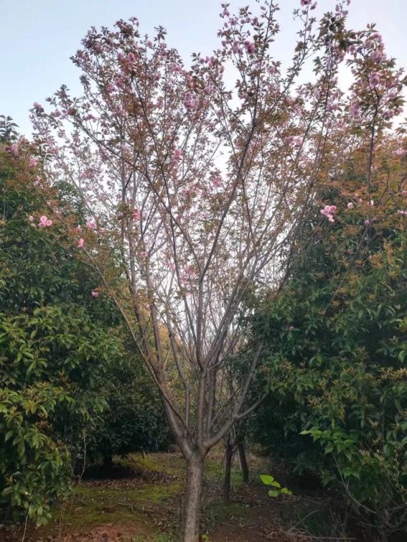 樱花苗江西晚樱地径12-15基地直发提供技术支持