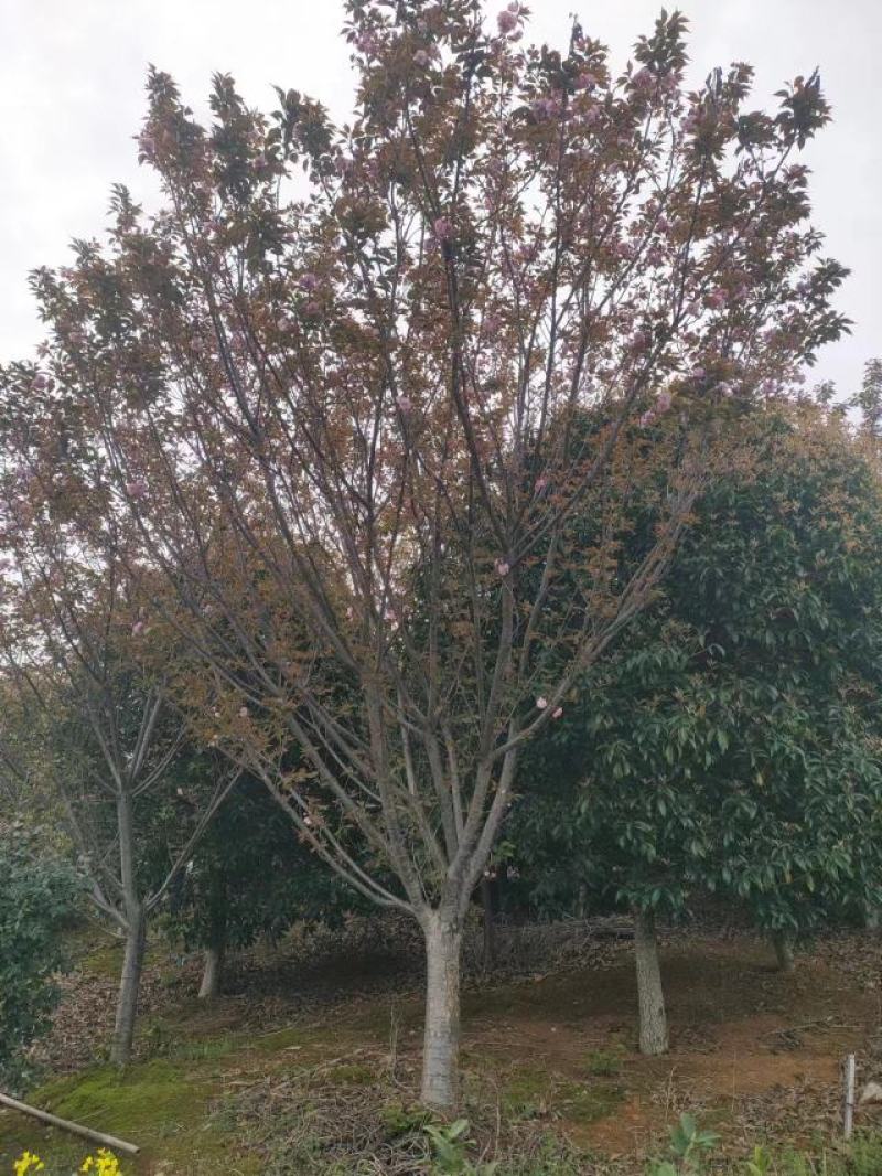 樱花苗江西晚樱地径12-15基地直发提供技术支持