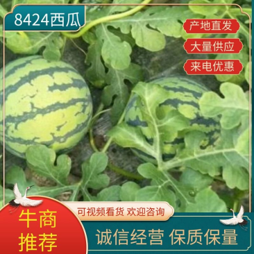 大棚西瓜8424西瓜品种纯正欢迎新老客户选购。
