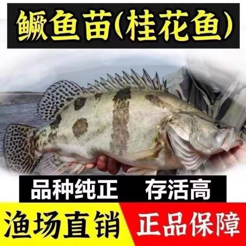 桂花斑鳜鱼苗大眼翘嘴凶猛路亚肉食淡水养殖活体免邮优质桂花