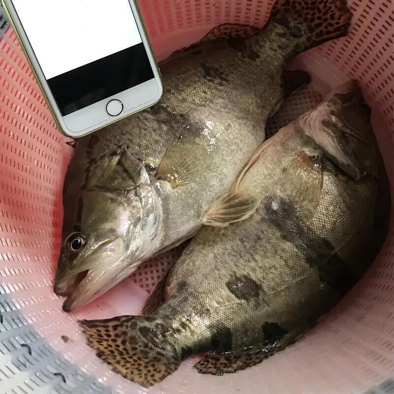 桂花斑鳜鱼苗大眼翘嘴凶猛路亚肉食淡水养殖活体免邮优质桂花