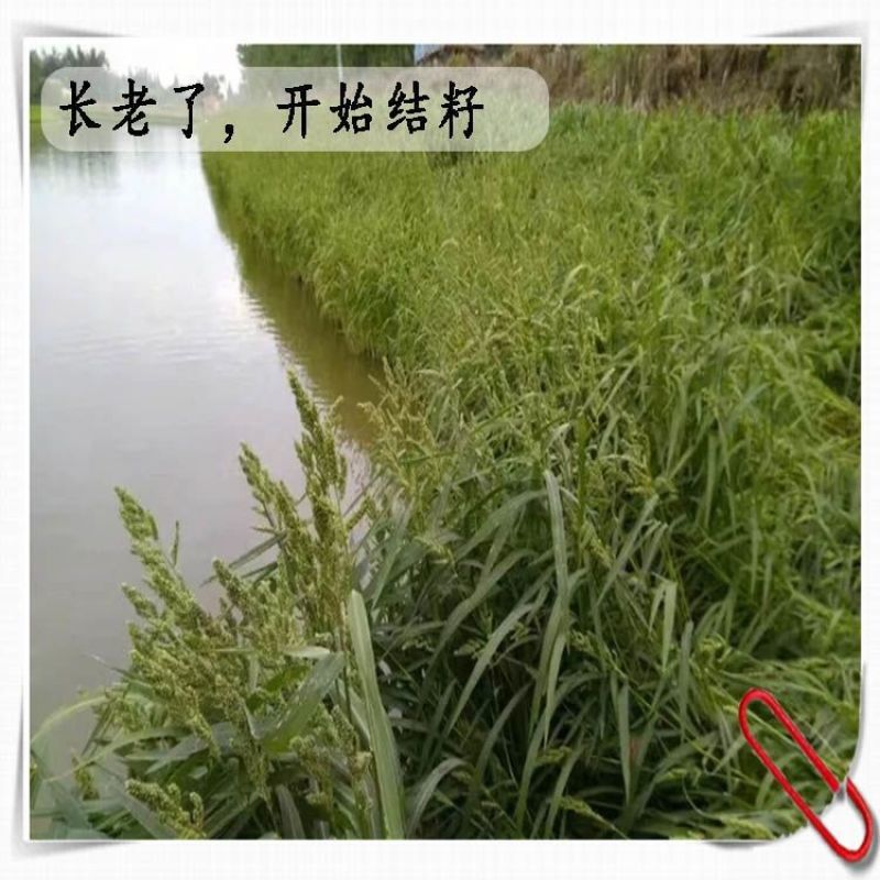 小米草种籽养殖水草虾蟹雀叶稗湖南稷子牧草种子草种草籽喂鱼