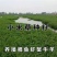 小米草种籽养殖水草虾蟹雀叶稗湖南稷子牧草种子草种草籽喂鱼