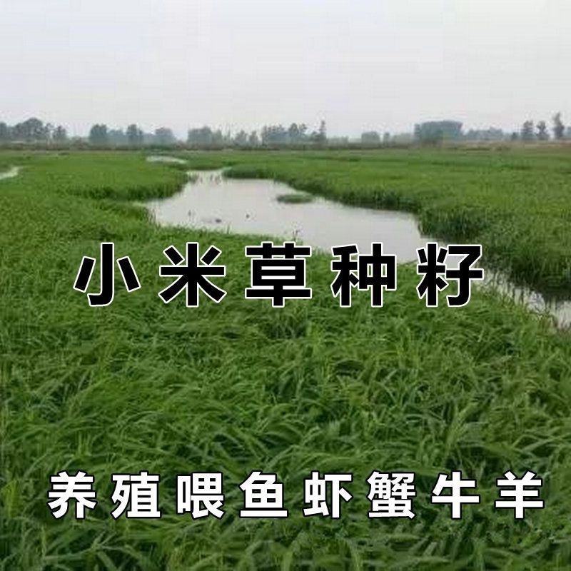 小米草种籽养殖水草虾蟹雀叶稗湖南稷子牧草种子草种草籽喂鱼