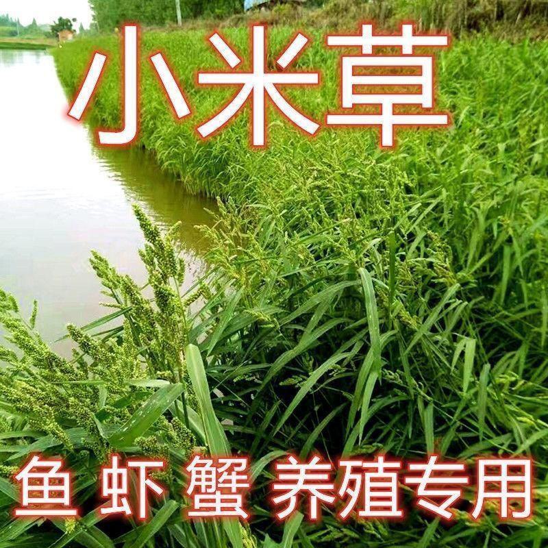 小米草种籽养殖水草虾蟹雀叶稗湖南稷子牧草种子草种草籽喂鱼