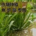 小米草种籽养殖水草虾蟹雀叶稗湖南稷子牧草种子草种草籽喂鱼