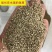 小米草种籽养殖水草虾蟹雀叶稗湖南稷子牧草种子草种草籽喂鱼