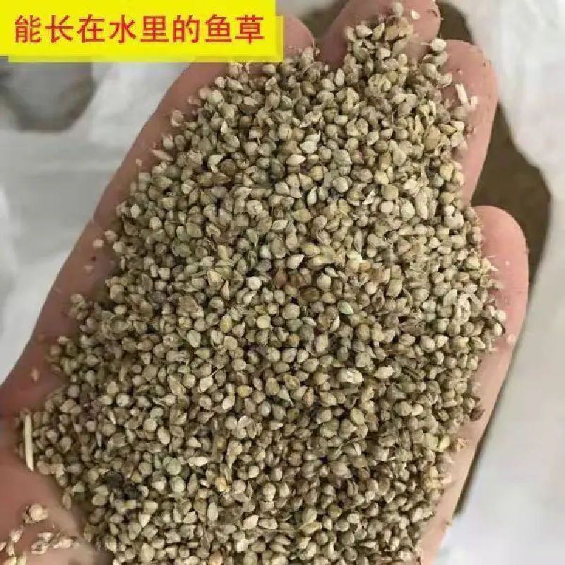 小米草种籽养殖水草虾蟹雀叶稗湖南稷子牧草种子草种草籽喂鱼