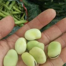 四川本地大白蚕豆，开始大量出货，需要的可以！一手货源