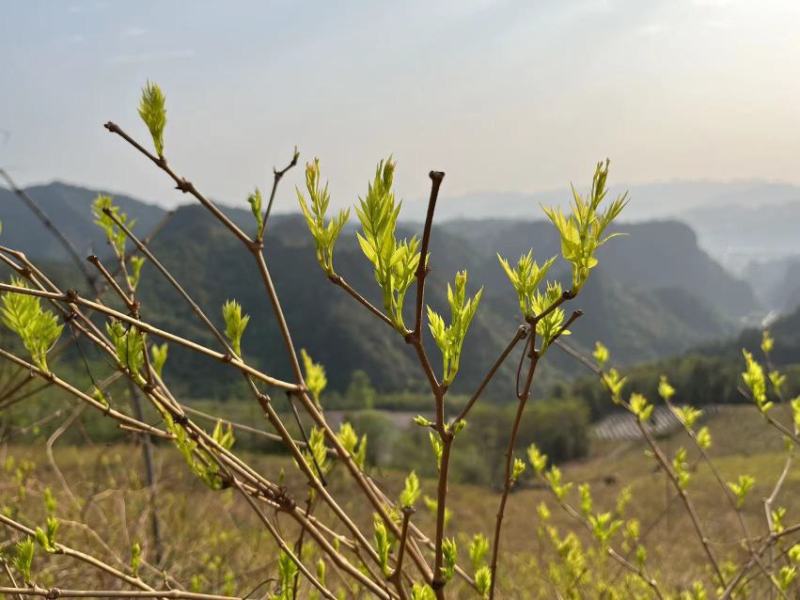 张家界莓茶茶香四溢醇厚色泽好大量现货欢迎联系合作