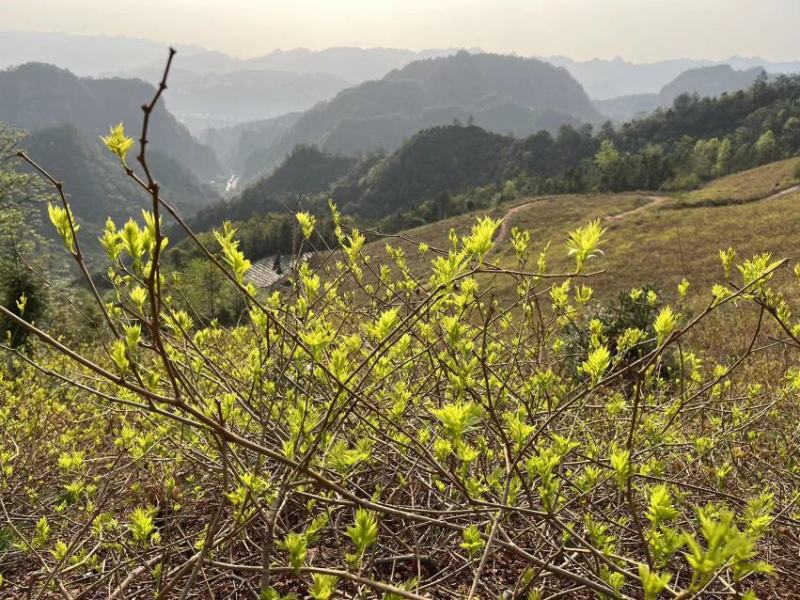张家界莓茶茶香四溢醇厚色泽好大量现货欢迎联系合作