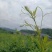 张家界莓茶茶香四溢醇厚色泽好大量现货欢迎联系合作