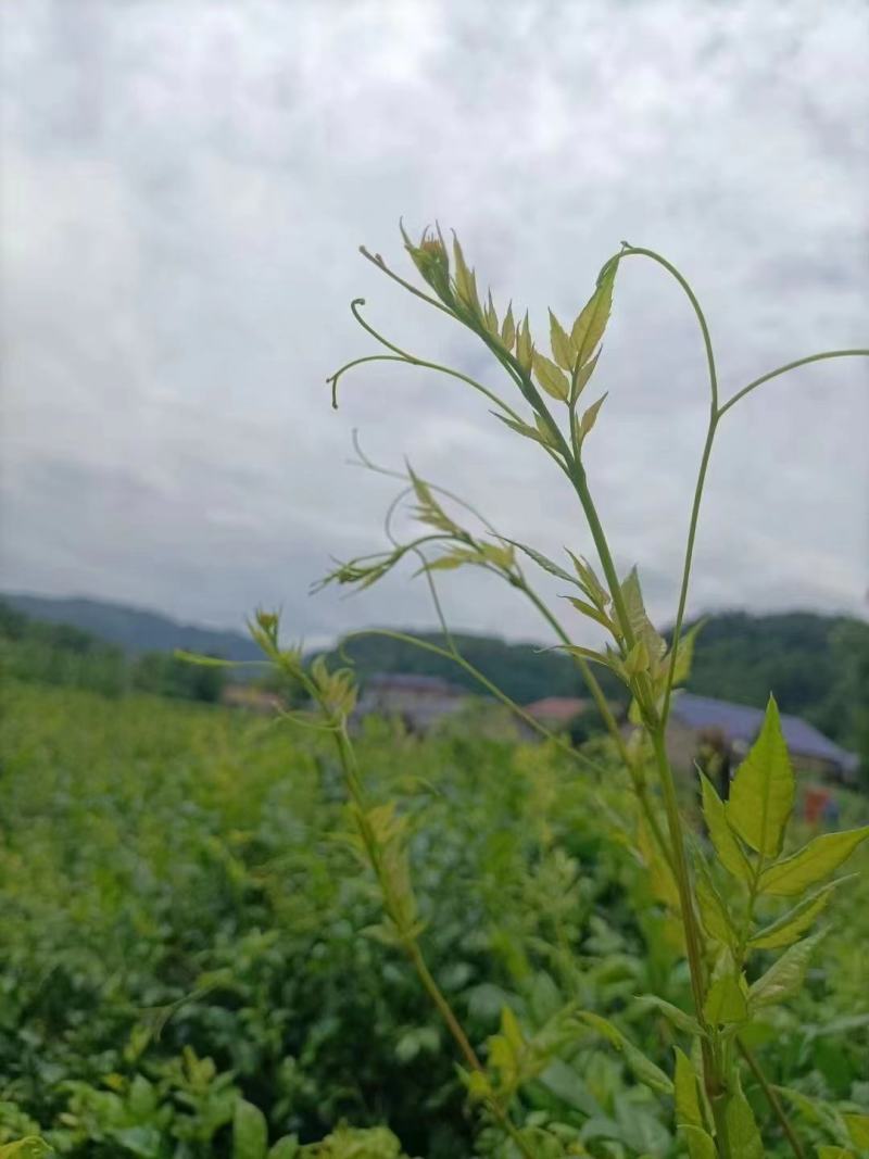 张家界莓茶茶香四溢醇厚色泽好大量现货欢迎联系合作
