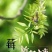 张家界莓茶茶香四溢醇厚色泽好大量现货欢迎联系合作