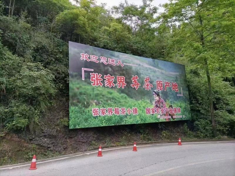 张家界莓茶茶香四溢醇厚色泽好大量现货欢迎联系合作