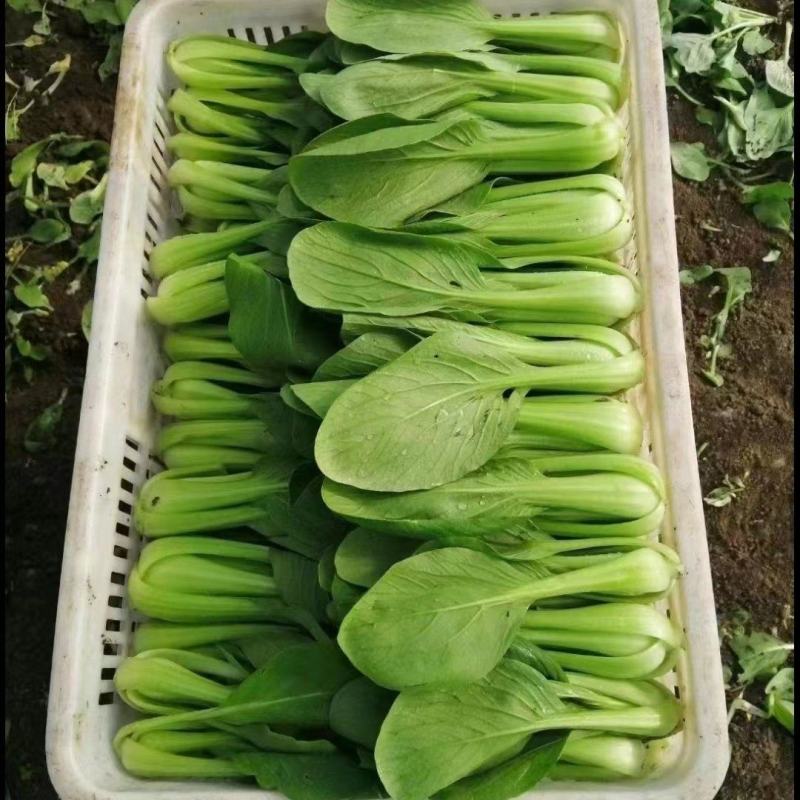 【实力商家】优选上海青油菜快菜产地直发保质保量