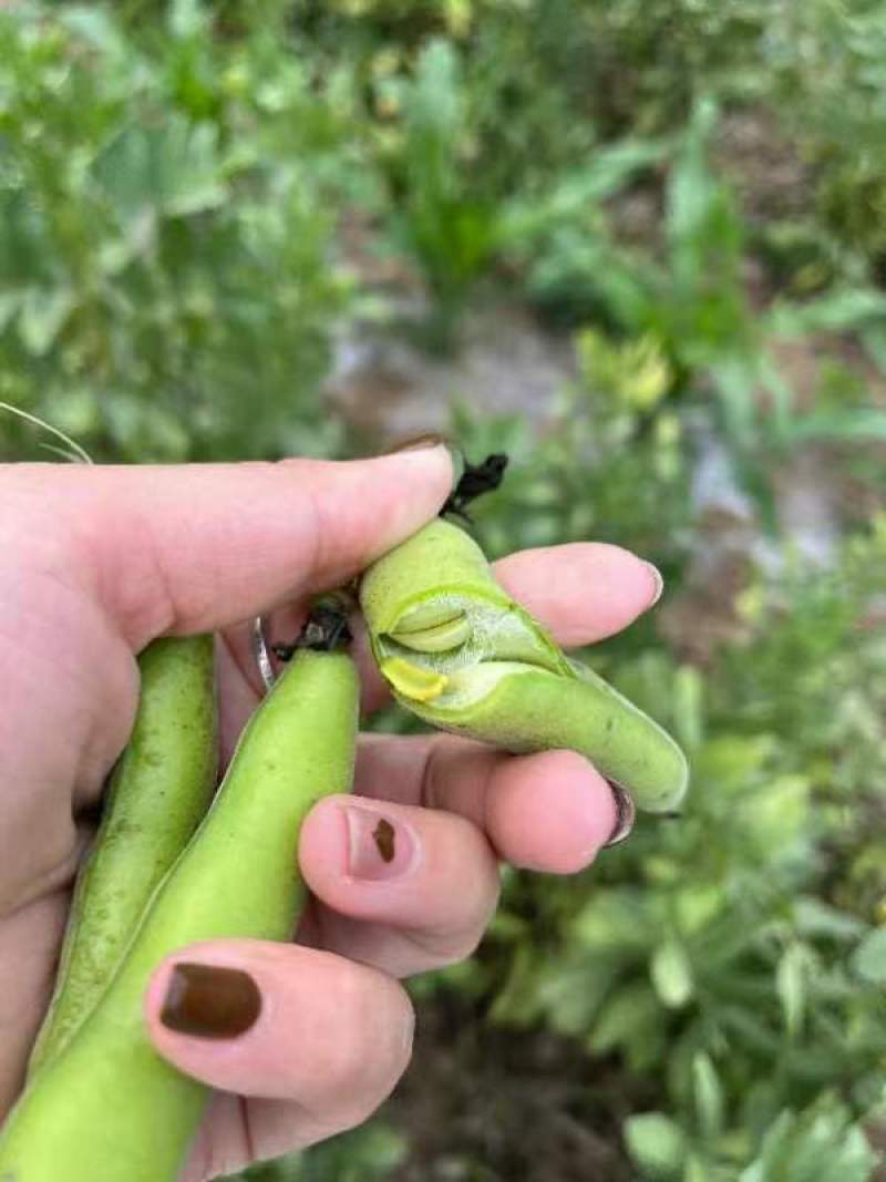 四川本地大白蚕豆，开始大量出货，需要的可以联系！一手货源