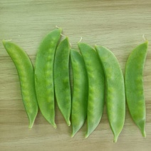中豌6号.中豌9号.荷兰豆.水果豌豆..