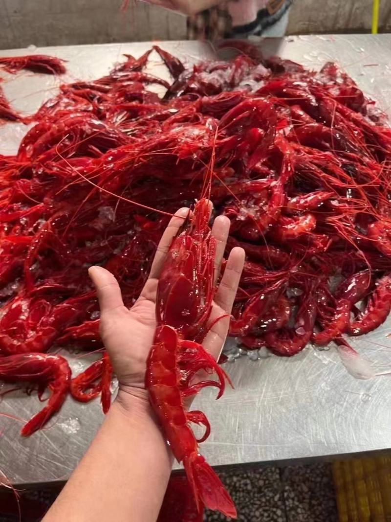 红魔虾