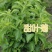 菊花种子甜叶菊种子香草种子可泡茶阳台花种子甜味花卉植