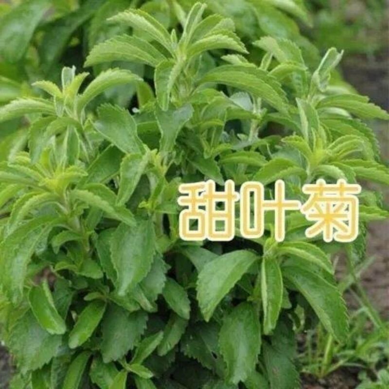 菊花种子甜叶菊种子香草种子可泡茶阳台花种子甜味花卉植