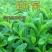 菊花种子甜叶菊种子香草种子可泡茶阳台花种子甜味花卉植