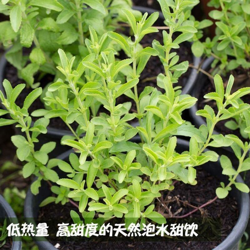 菊花种子甜叶菊种子香草种子可泡茶阳台花种子甜味花卉植