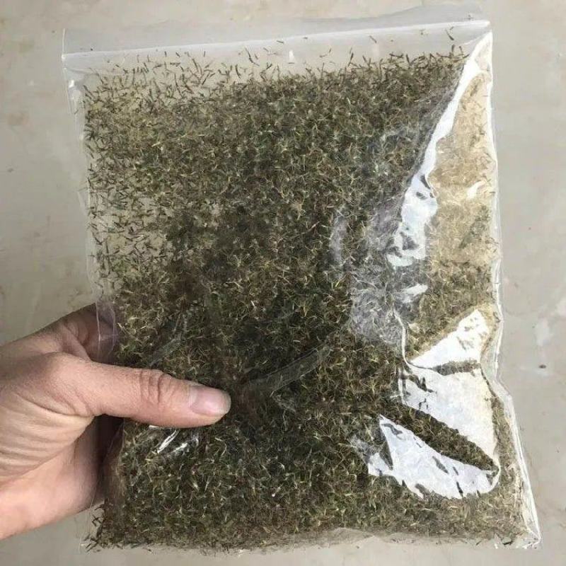 菊花种子甜叶菊种子香草种子可泡茶阳台花种子甜味花卉植
