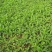 菊花种子甜叶菊种子香草种子可泡茶阳台花种子甜味花卉植