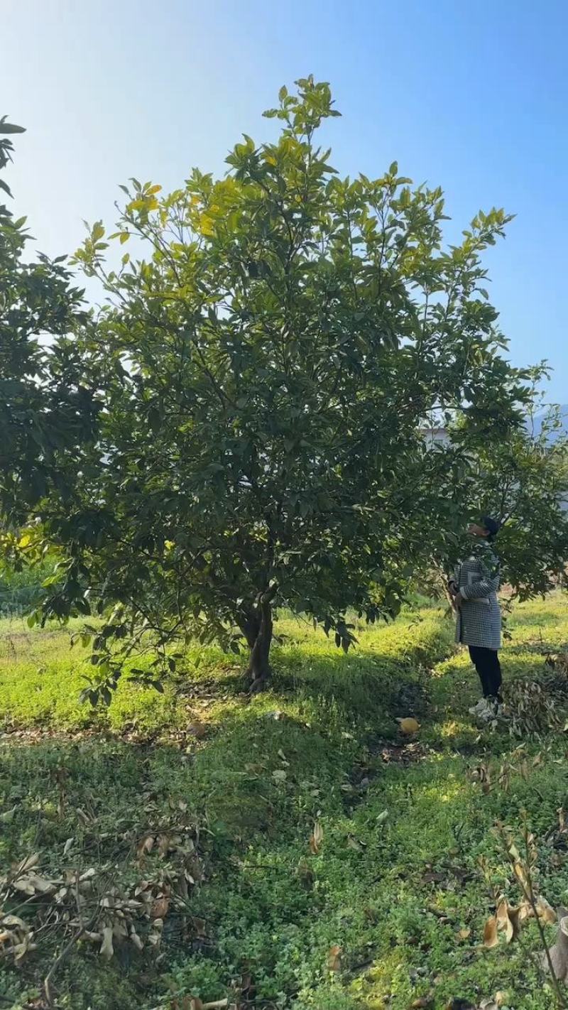 香柚树基地直供一手货源大量有货价格欢迎致电