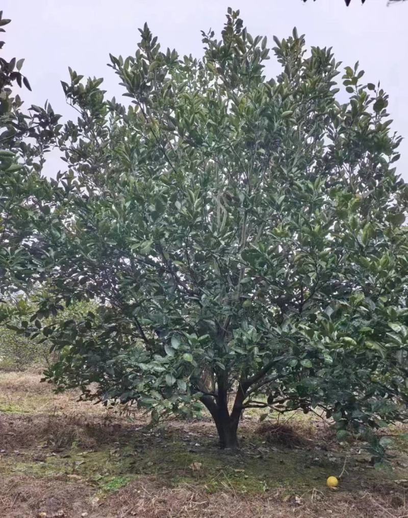 香柚树基地直供一手货源大量有货价格欢迎致电