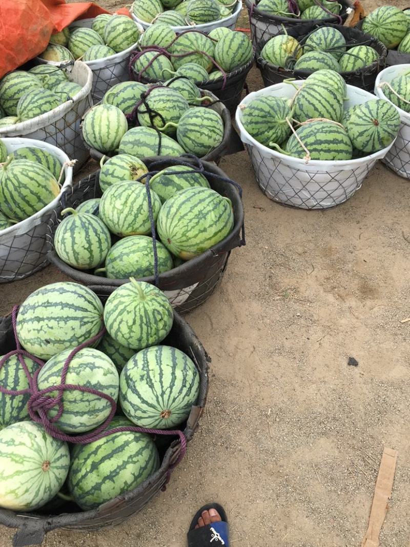 湖北精品8424西瓜大量上市产地直供全国发货量大从