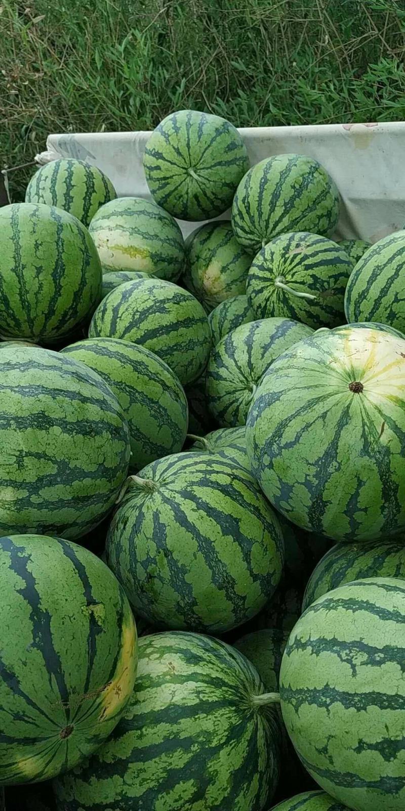 湖北精品8424西瓜大量上市产地直供全国发货量大从
