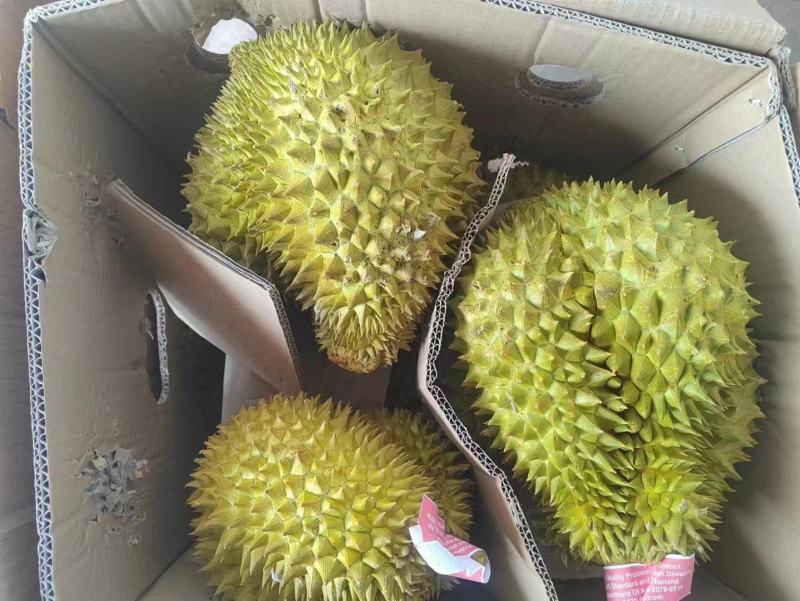榴莲大量出货中，有需要的联系我