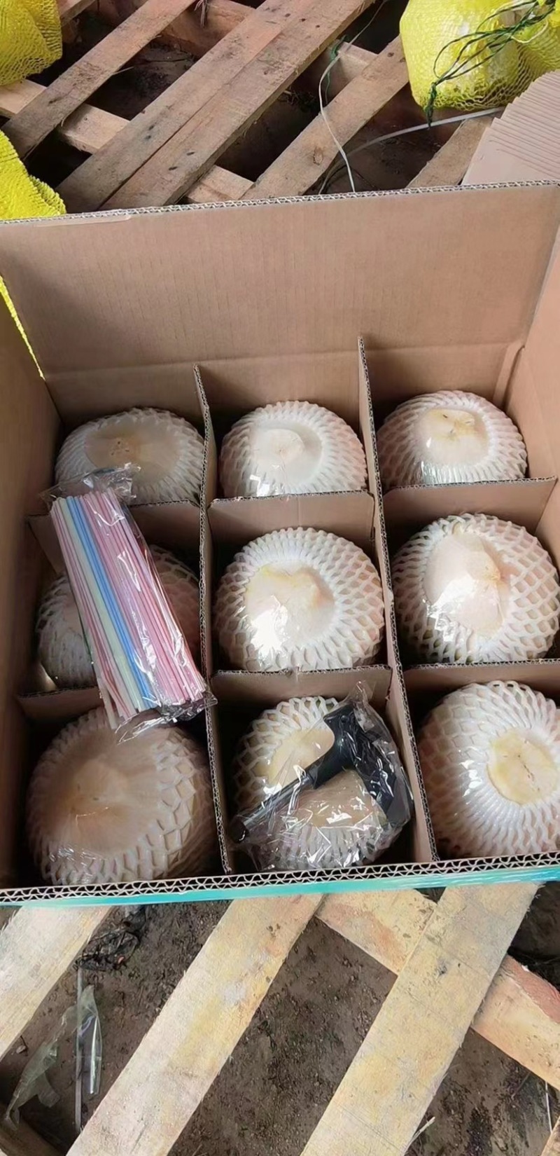 海南椰子，带皮椰青精品椰子货量充足全国发货欢迎致电