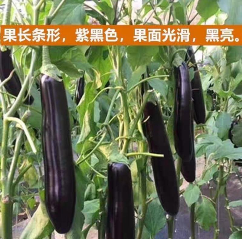 黑亮长茄圆茄茄子种子，绿罐茄茄子种子，果型均匀美观！！