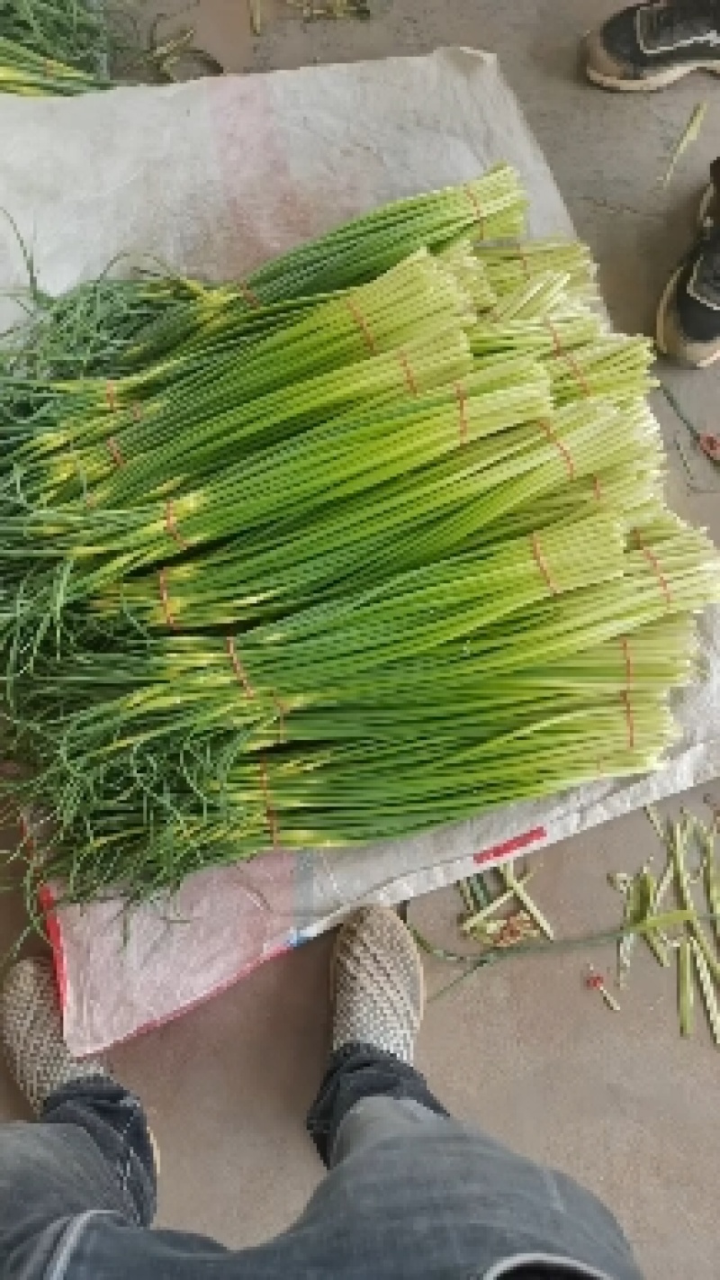大荔白蒜苔。干货不泡水。对接板车。商超一手货源