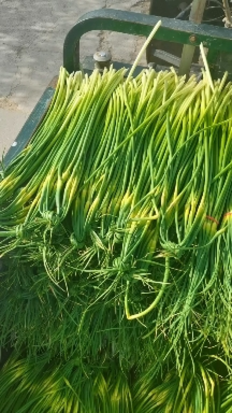 大荔白蒜苔。干货不泡水。对接板车。商超一手货源