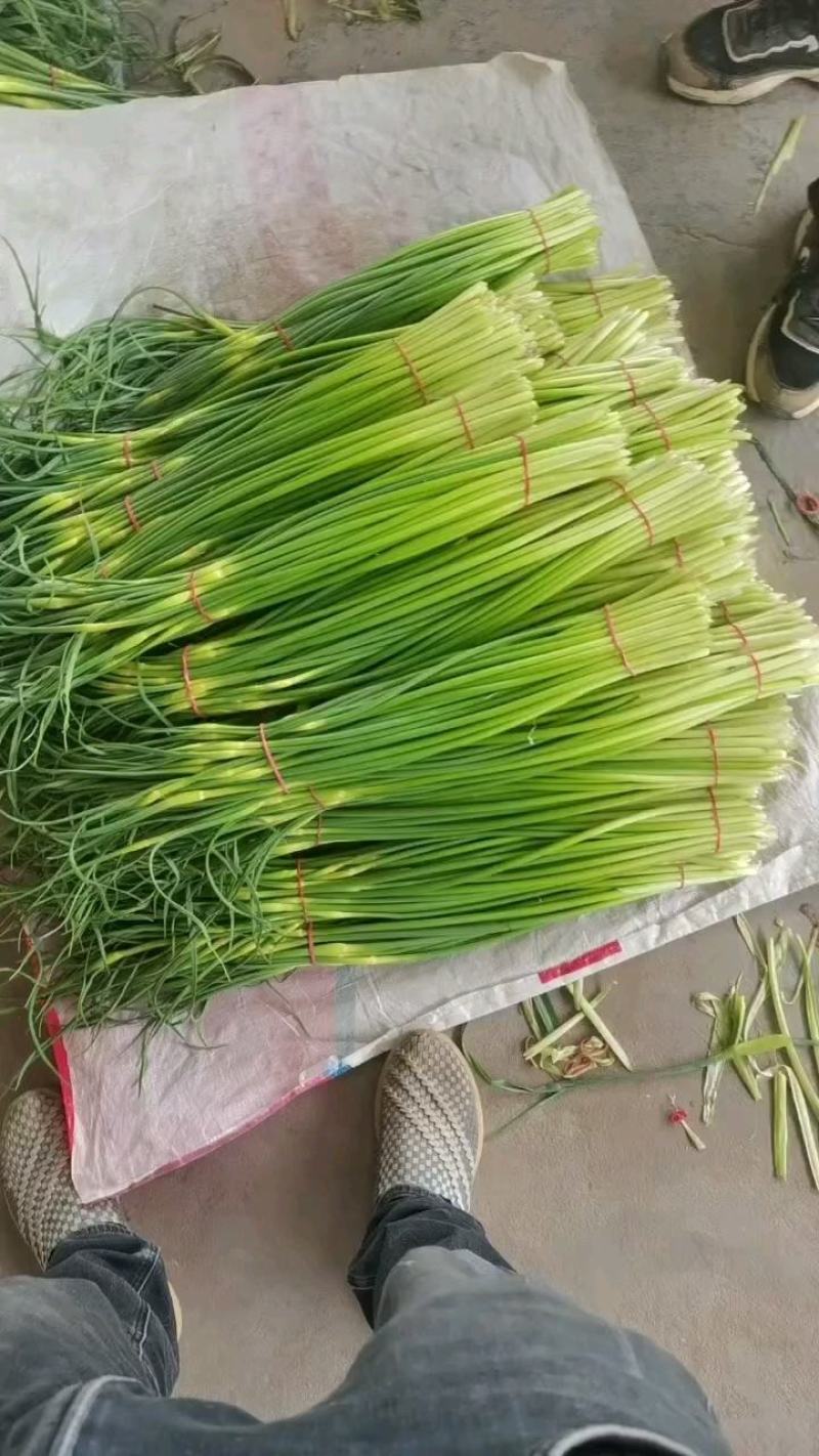 大荔白蒜苔。干货不泡水。对接板车。商超一手货源
