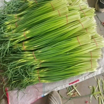 大荔白蒜苔。干货不泡水。对接板车。商超一手货源