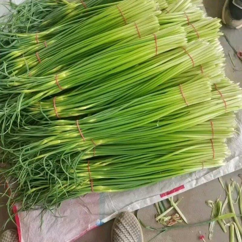 大荔白蒜苔。干货不泡水。对接板车。商超一手货源