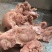 7-8成熟熟圈肉20斤熟猪头肉，猪脸肉，带核桃肉7-8成