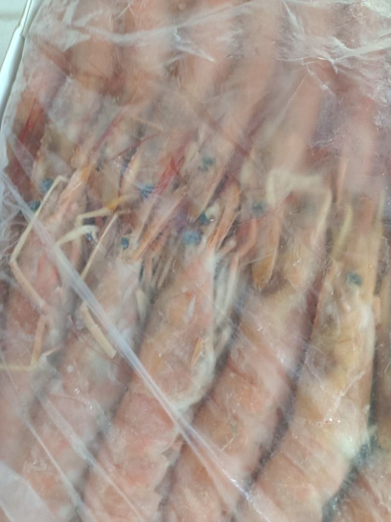 阿根廷大红虾