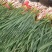 红根蒜苗5月中旬大量上市。红根蒜苗5月中旬大量上市。